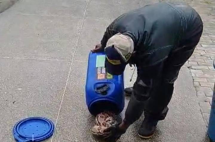 Outra jibóia é resgatada na zona rural de Serrinha; animal foi encontrado em escola