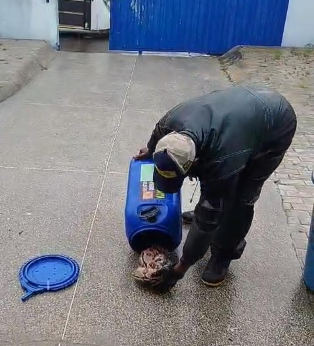 Outra jibóia é resgatada na zona rural de Serrinha; animal foi encontrado em escola